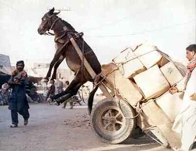 THE FOOLISH DONKEY